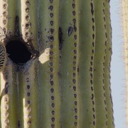 Cactus Hotel - FilmFreeway