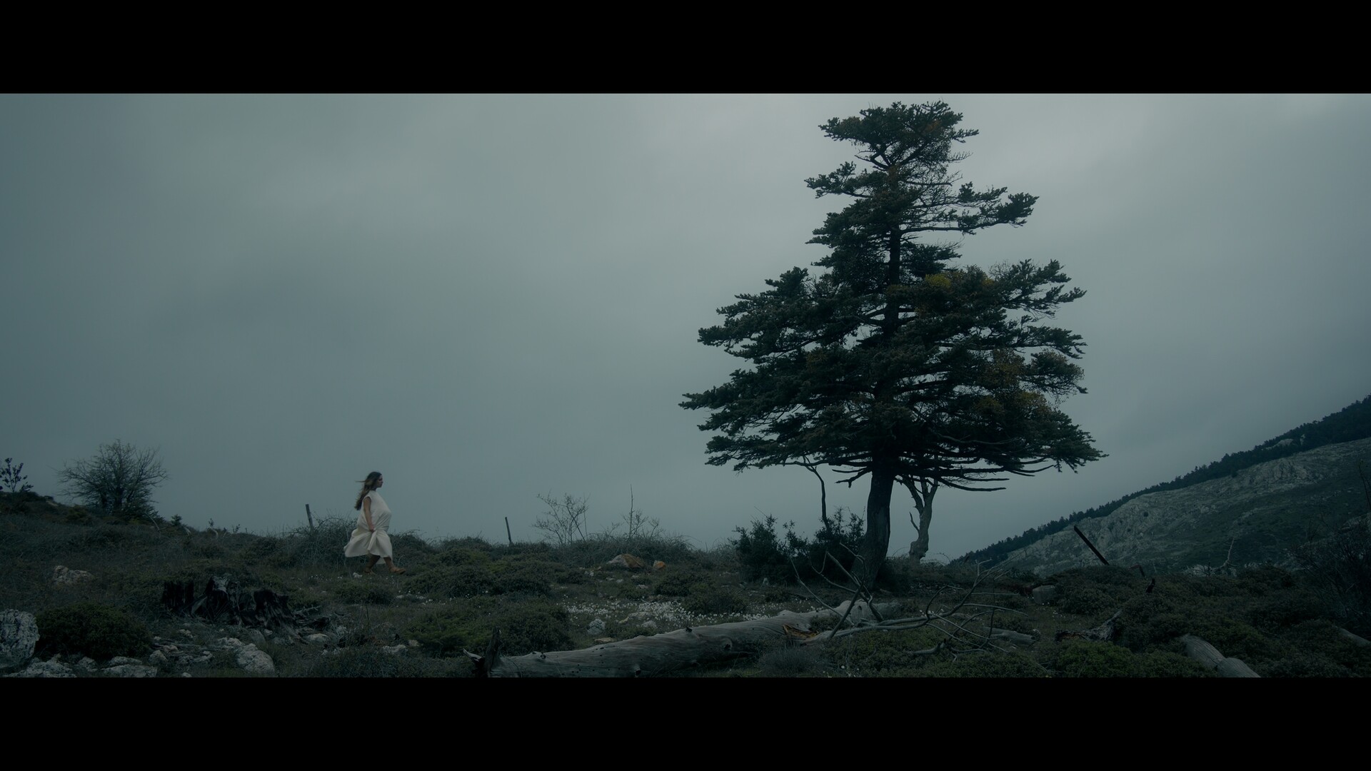 THE LAST FIR