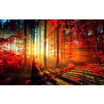 Festival cinematografico sulle foreste-I polmoni verdi della terra