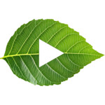Playlist International Film Festival