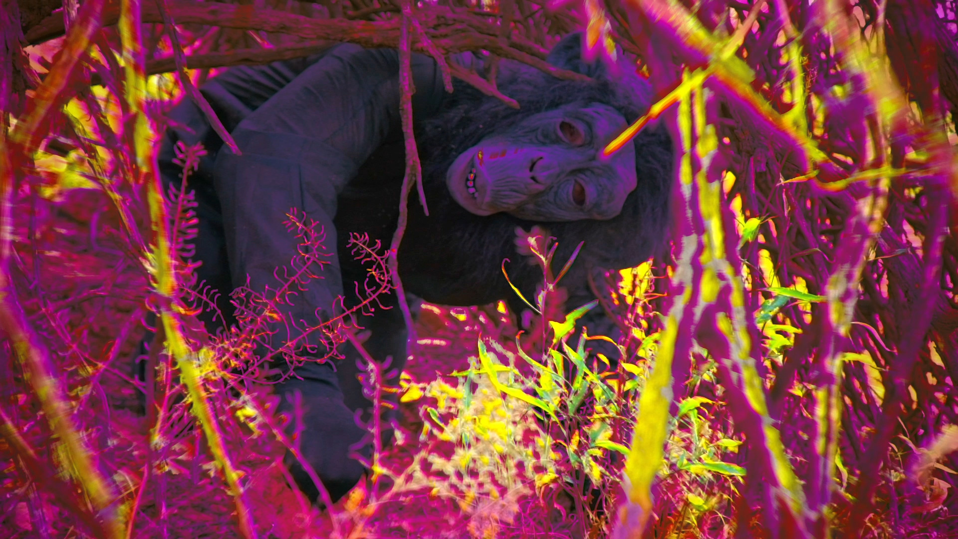 Domesticate - FilmFreeway